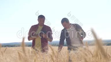 团队合作智能农业。 两个农民在麦田里工作。 农民探索正在研究。 数字平板小麦先生